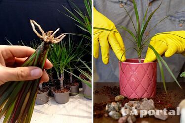How to properly propagate dracaena from cuttings
