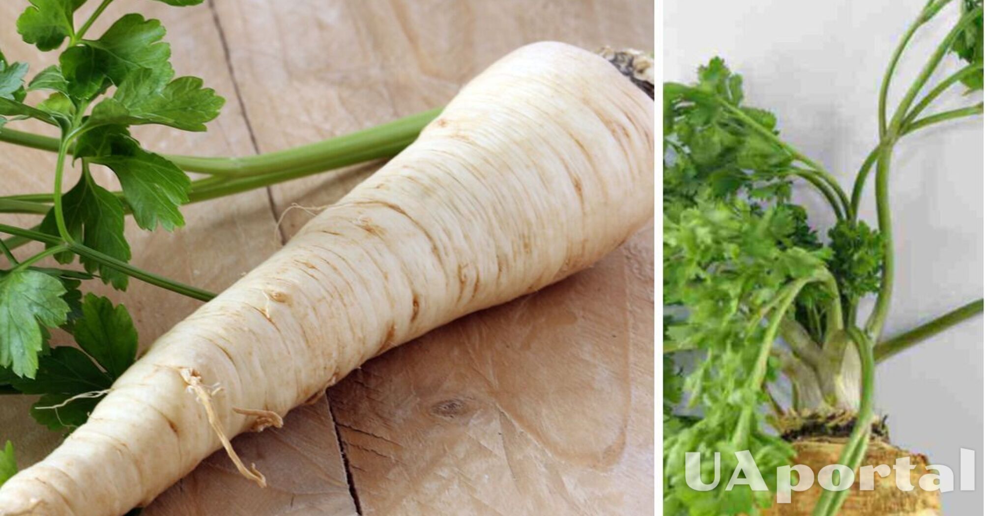 Health benefits of parsley root