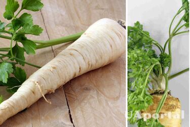 Health benefits of parsley root