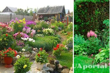 What perennial shrubs to plant on the site