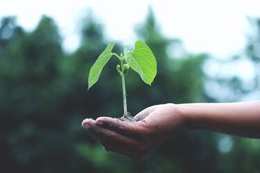 Plant these vegetables before spring and your harvest will be better than your neighbor's