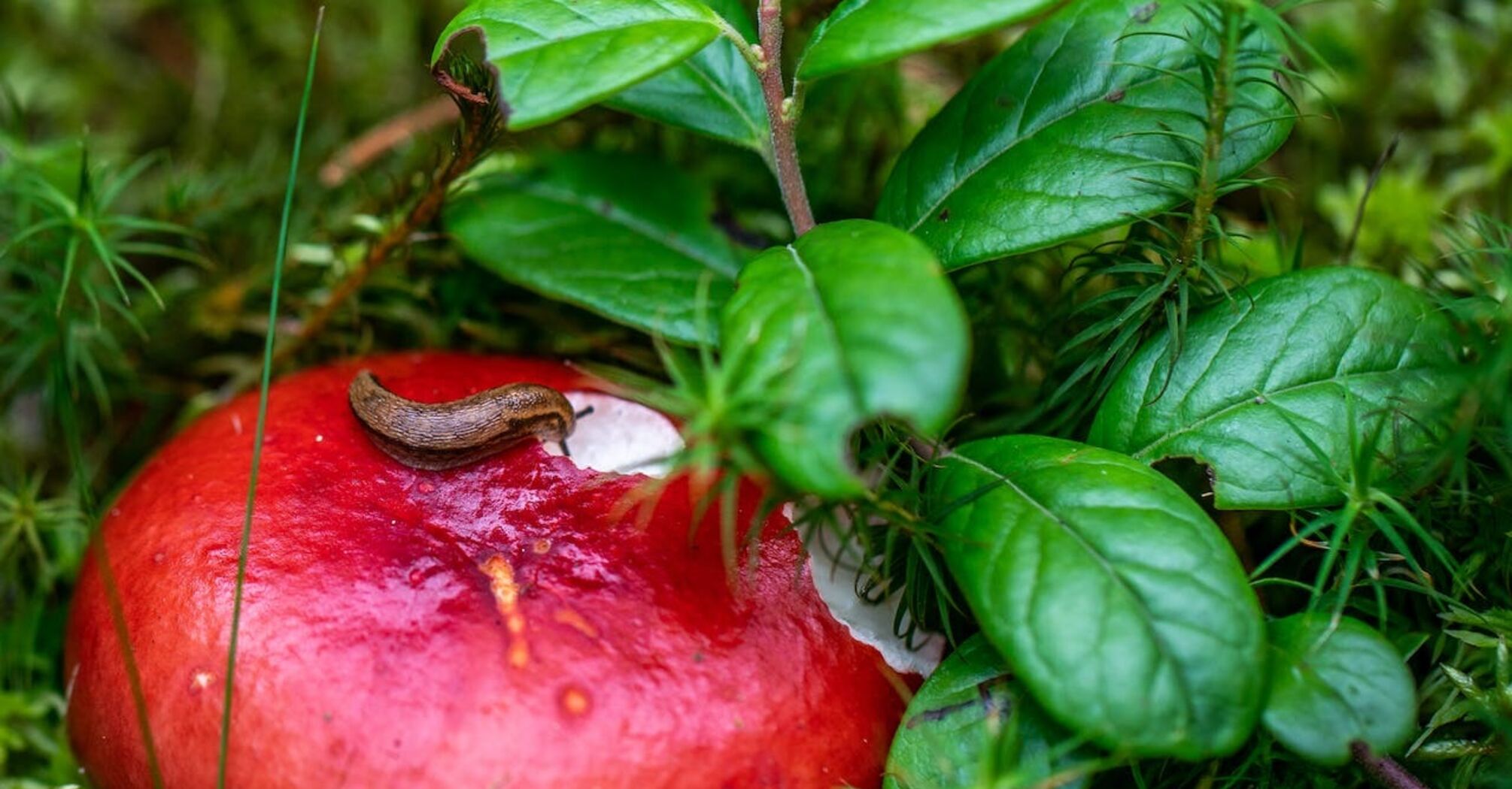 Gardening expert tells how to get rid of slugs permanently even in winter