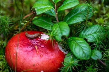 Gardening expert tells how to get rid of slugs permanently even in winter