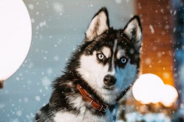 Dog aggressive and uncontrollable: how to fix it