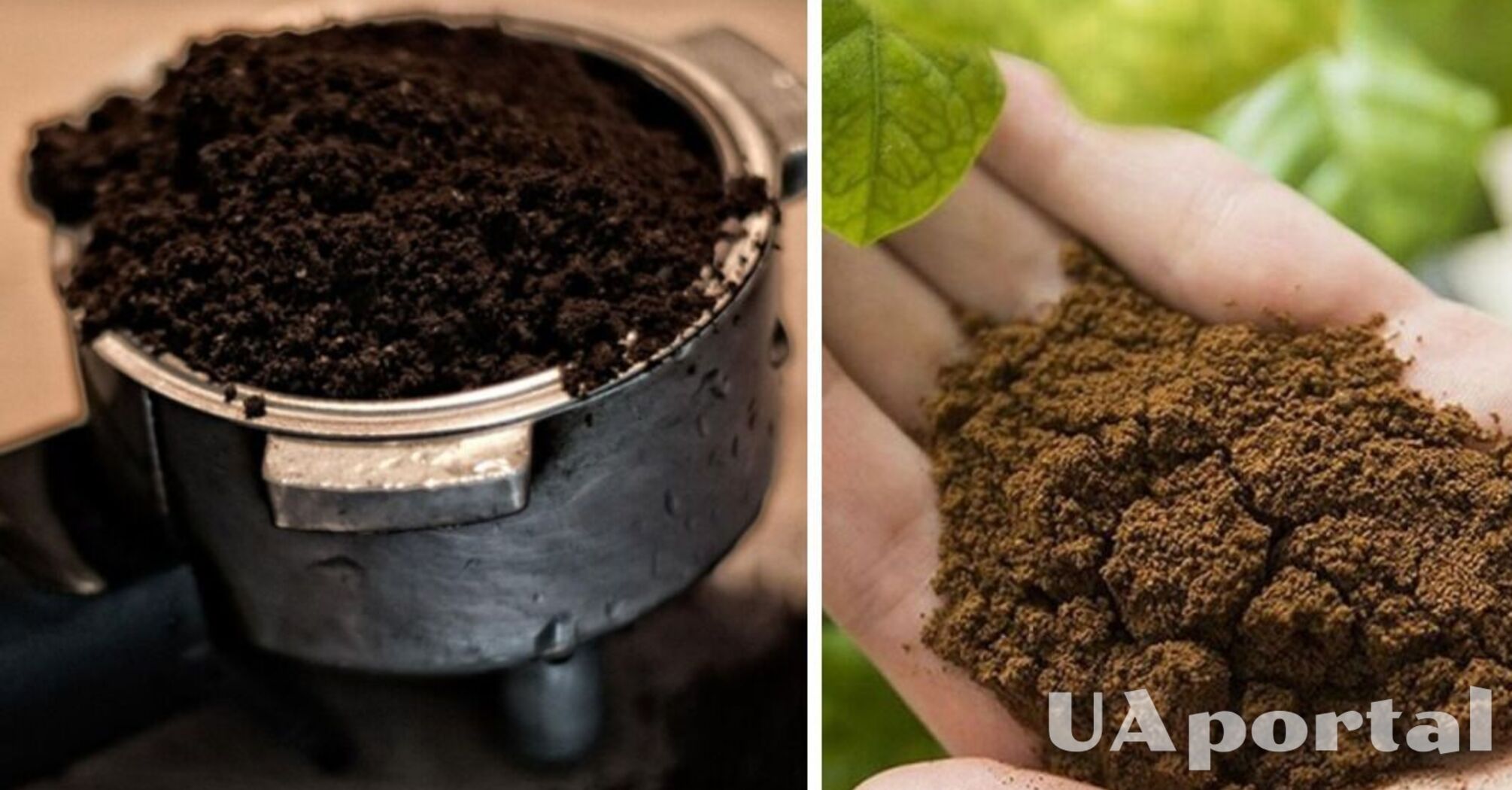 Which plants can be fertilized with coffee grounds