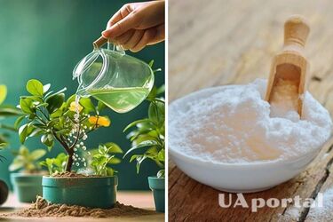 How to accelerate growth and make indoor plants lush