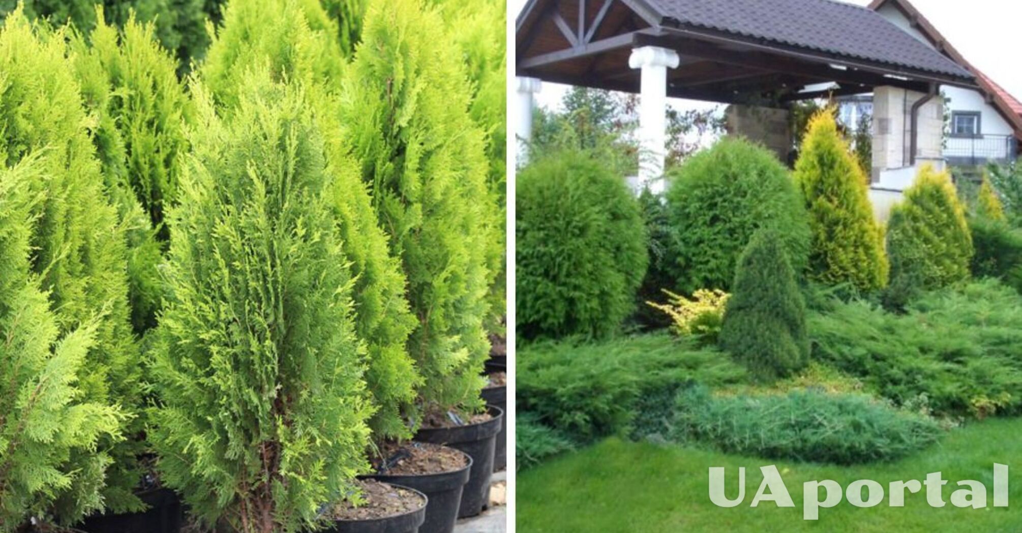 Which conifers and shrubs are best suited for a summer cottage