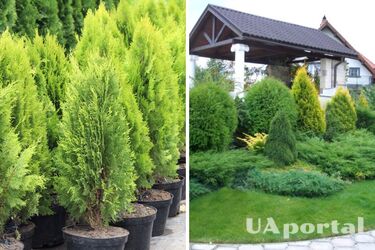 Which conifers and shrubs are best suited for a summer cottage