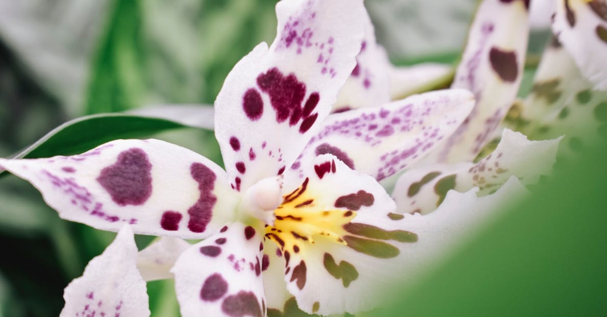 Почему не цветет орхидея и как уговорить ее выпустить новую стрелку | В цветнике (manikyrsha.ru)