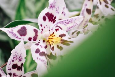 Wystarczy jeden krok, aby storczyki ponownie zakwitły