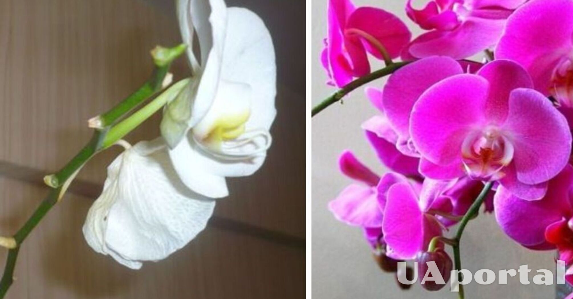 Що робити, якщо біля орхідеї впали квіти