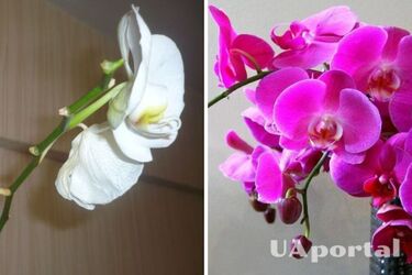 Що робити, якщо біля орхідеї впали квіти