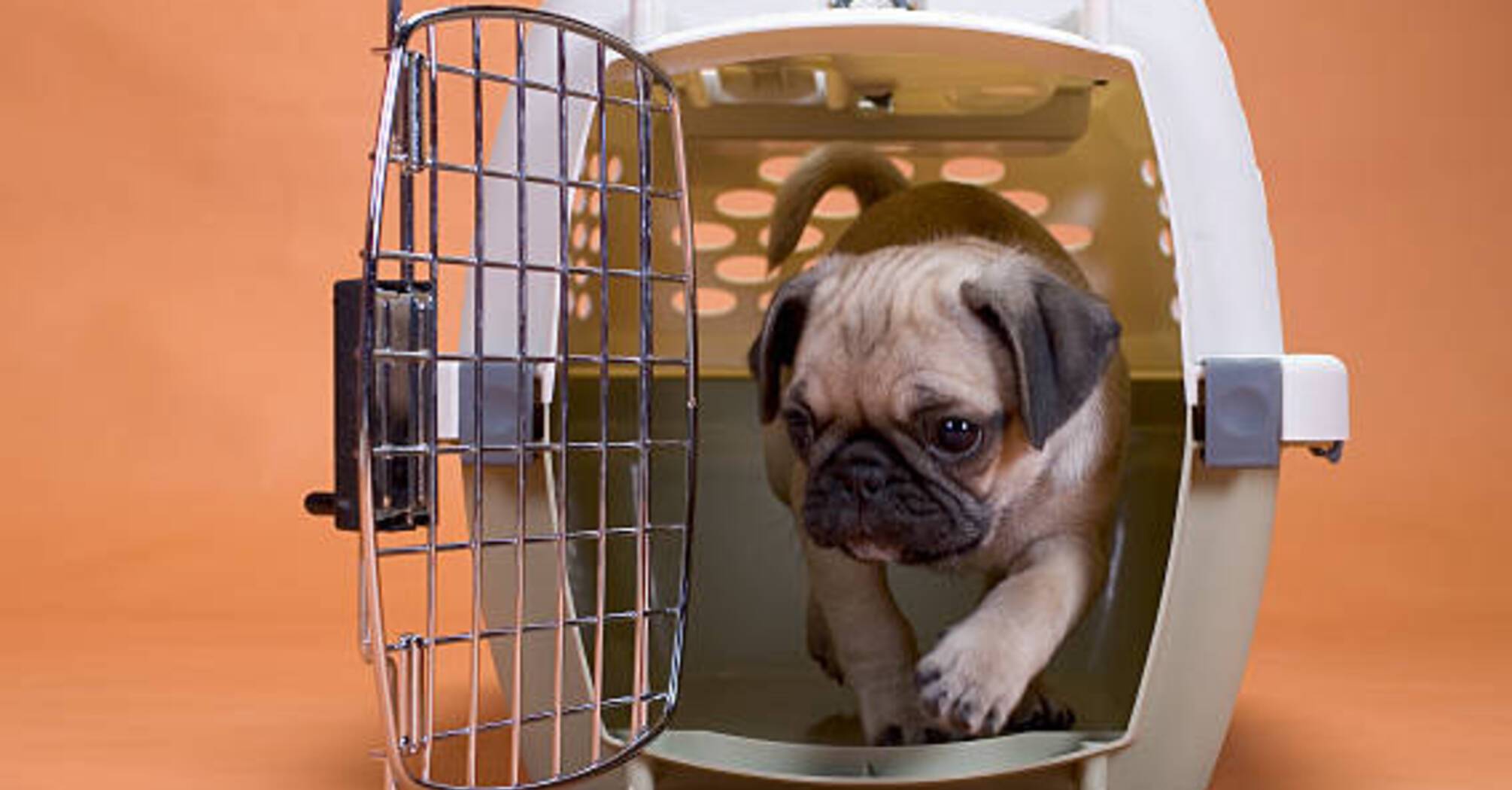 Стоит ли покупать клетку для собак: Как это может повлиять на животное