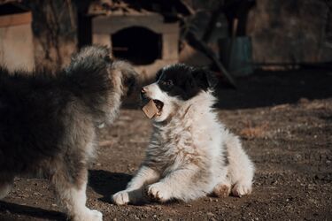 What foods should never be given to a dog: experts have published a list