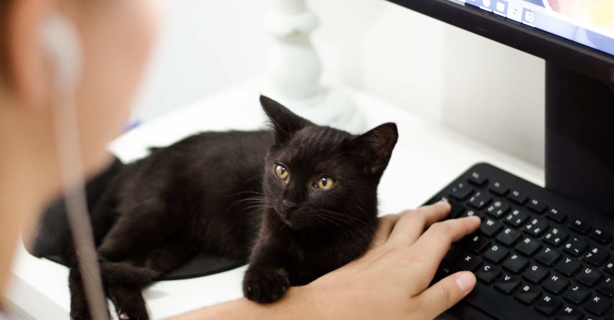 Чому люди не хочуть заводити чорних котів: Причини, які можуть здивувати