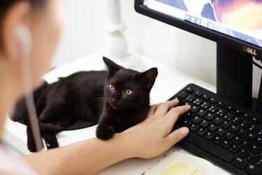 Why people don't want black cats: Reasons that may surprise you