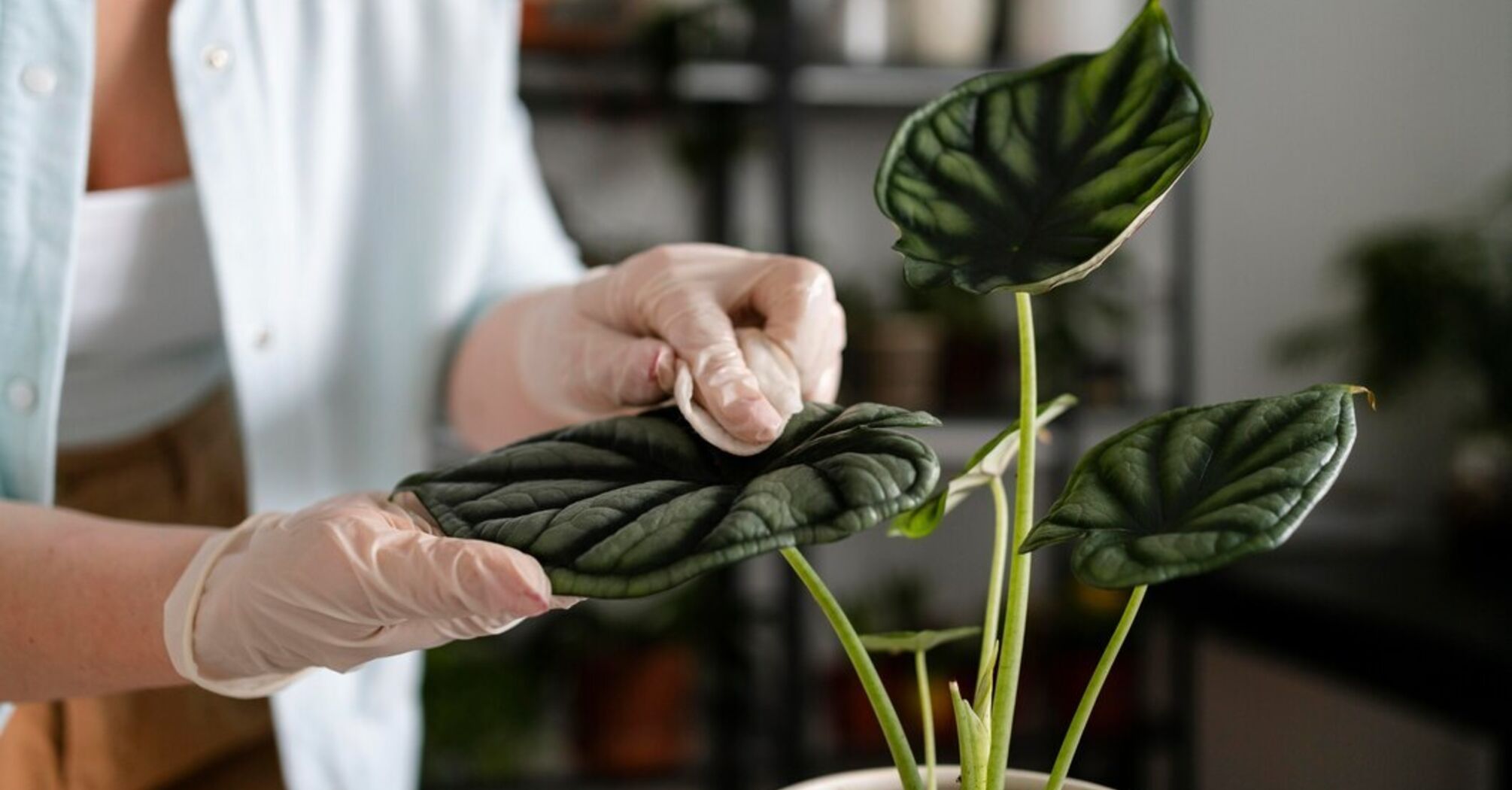 Как защитить комнатные растения от болезней: 4 полезных совета