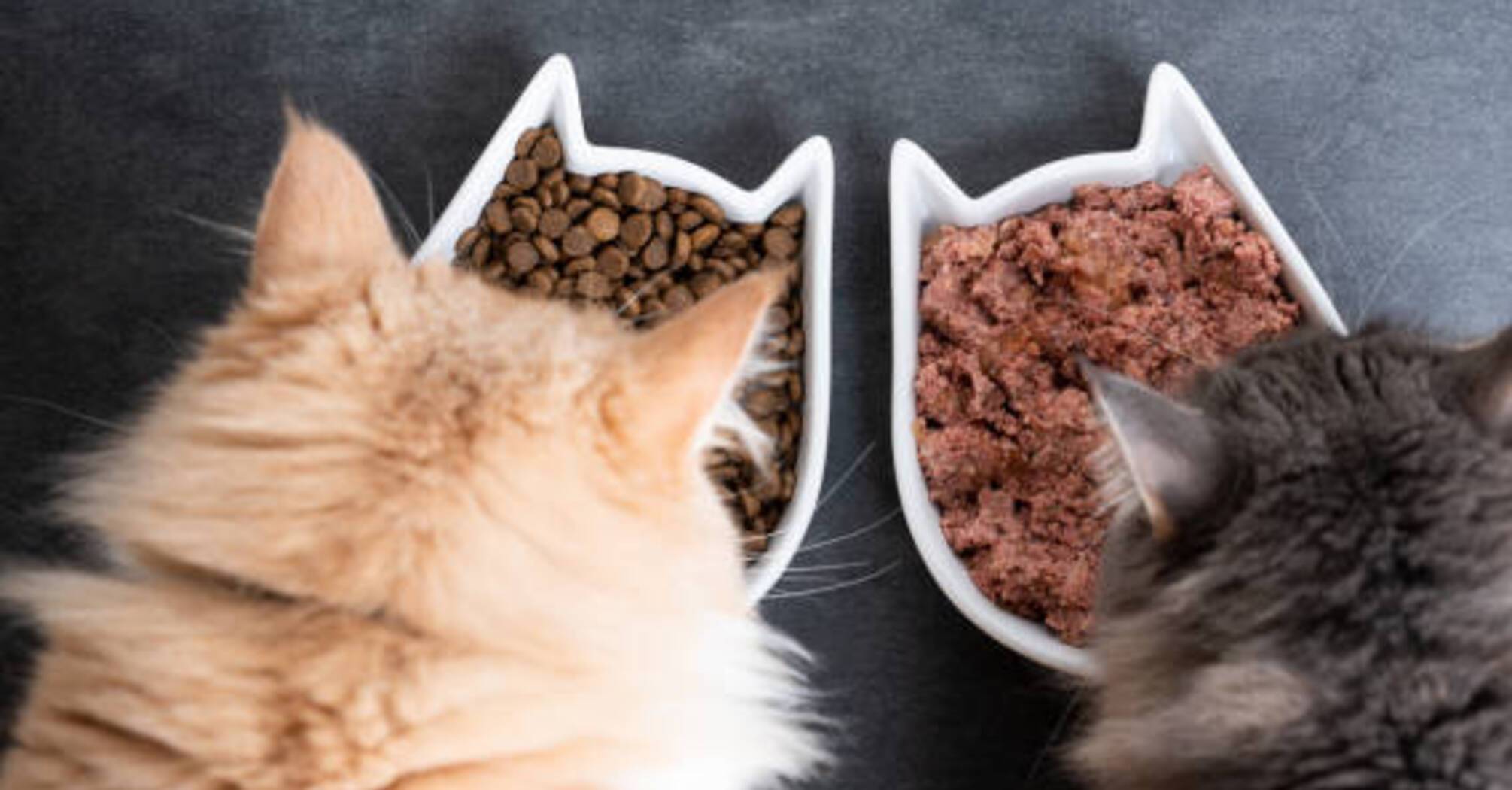 Продукты, которые ваш кот никогда не должен есть: запреты от ветеринаров