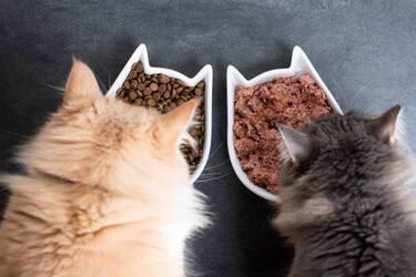 Продукти, які ваш кіт ніколи не повинен їсти: заборони від ветеринарів