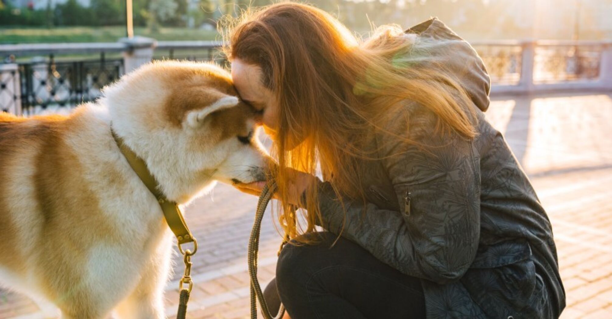A source of unconditional love and devotion: 7 breeds of the most affectionate dogs
