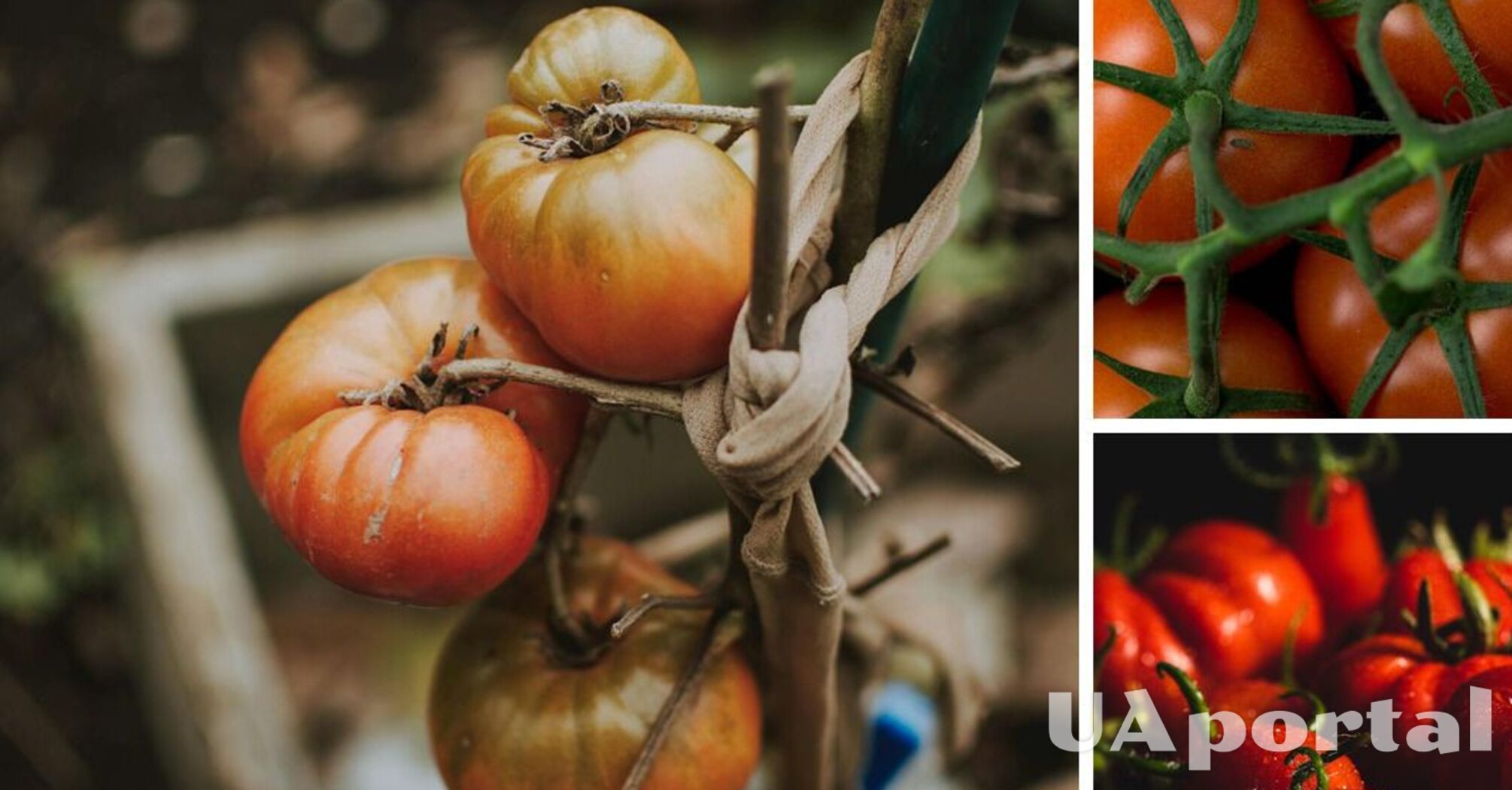 Які сорти помідорів обрати для відкритого ґрунту: список кращих