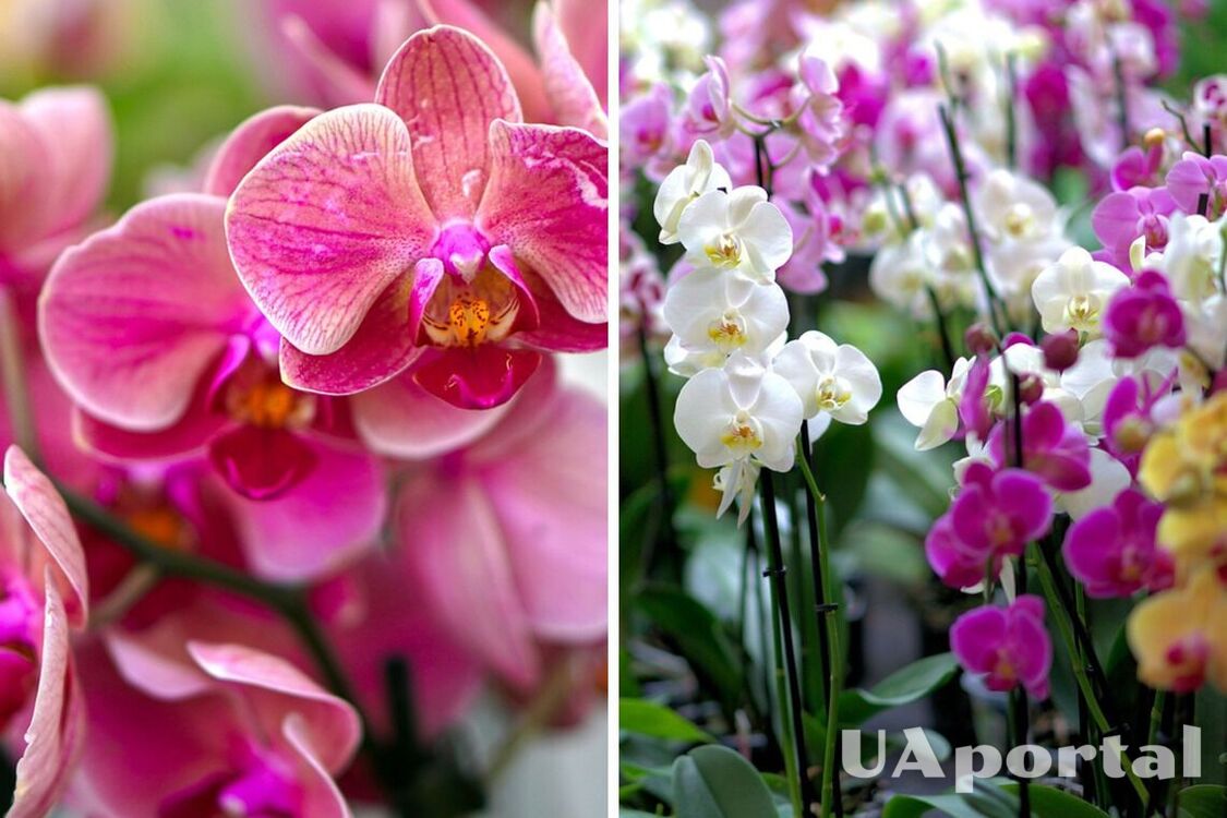 Орхидеи будут давать цветы более 10 лет, если следовать простым советам