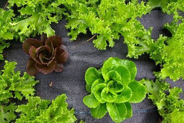 Урожаю позавидуют соседи: как правильно высаживать зелень в открытый грунт