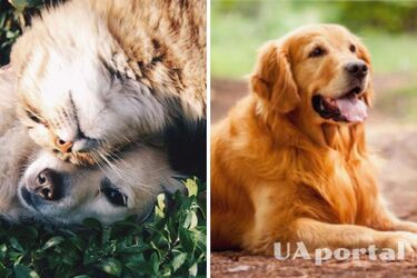 Best friends: which dogs get along well with cats