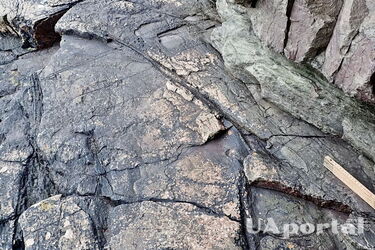 The oldest on the planet: 390 million-year-old forest discovered in England