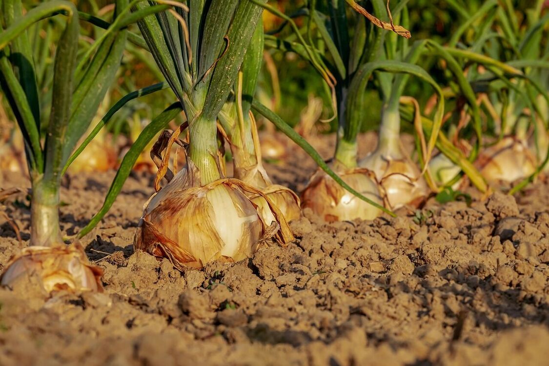 How to grow the perfect onion crop: effective tips