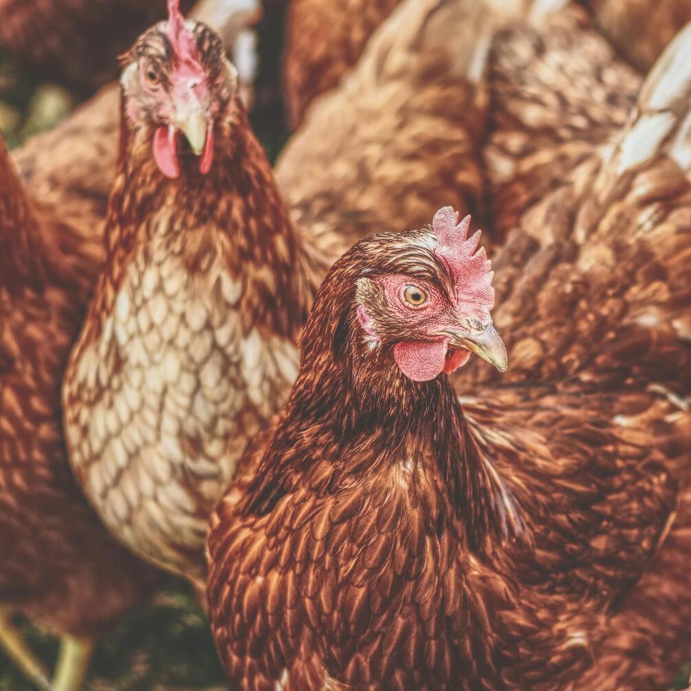 Як підвищити несучість у курей: поради для фермерів