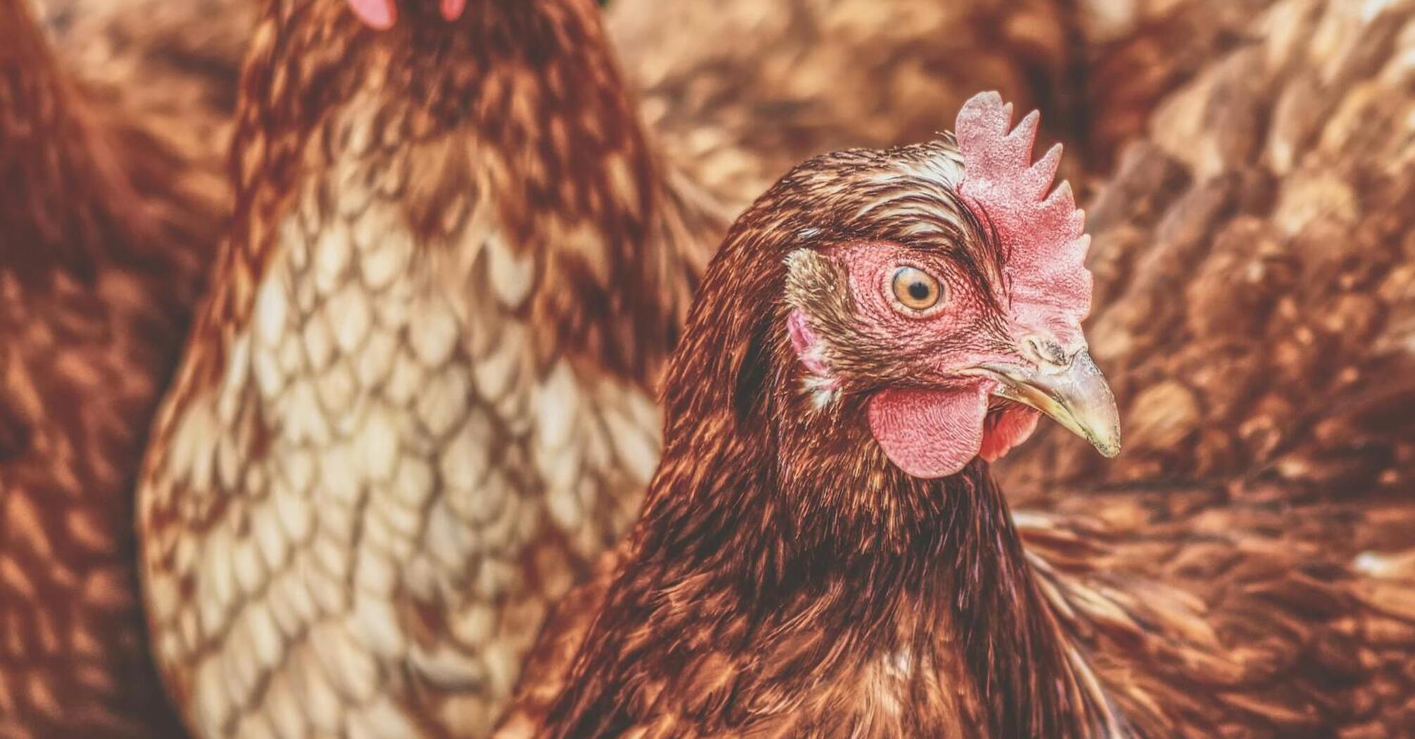 How to increase egg production in chickens: tips for farmers