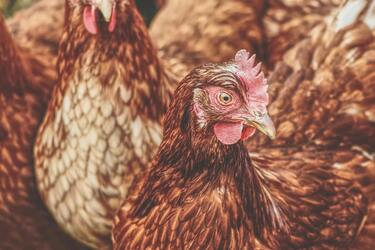 How to increase the egg production of chickens