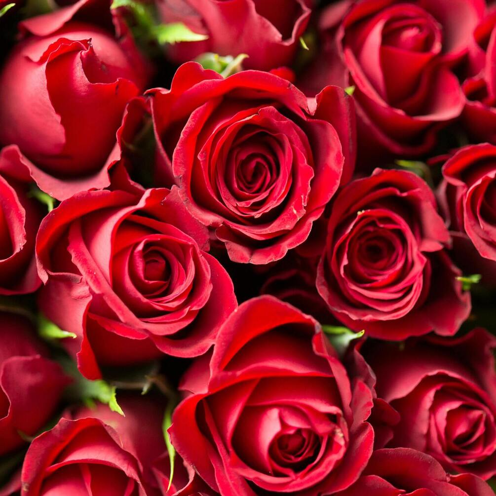 How to make a bouquet of roses stay fresh longer: 5 useful tips