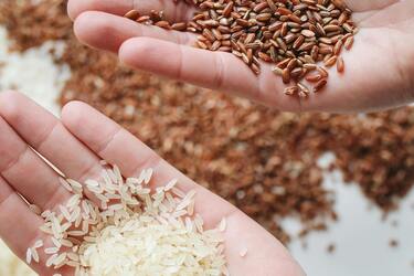 Вкусовые жемчужины: открываем тайны выбора риса для плова