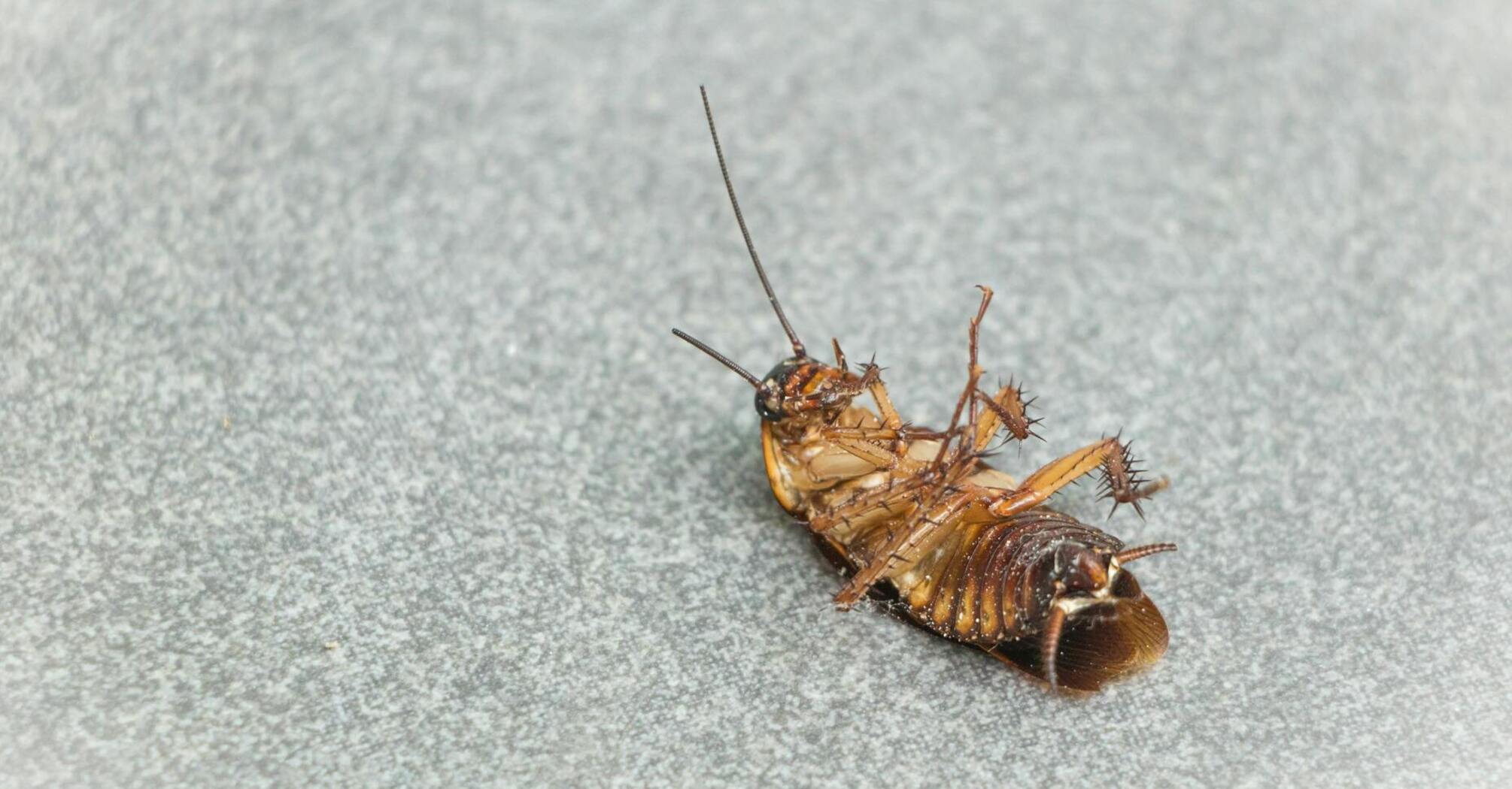 Как быстро избавиться от тараканов в доме: эффективные методы