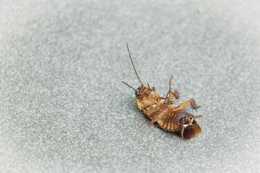 How to quickly get rid of cockroaches in the house