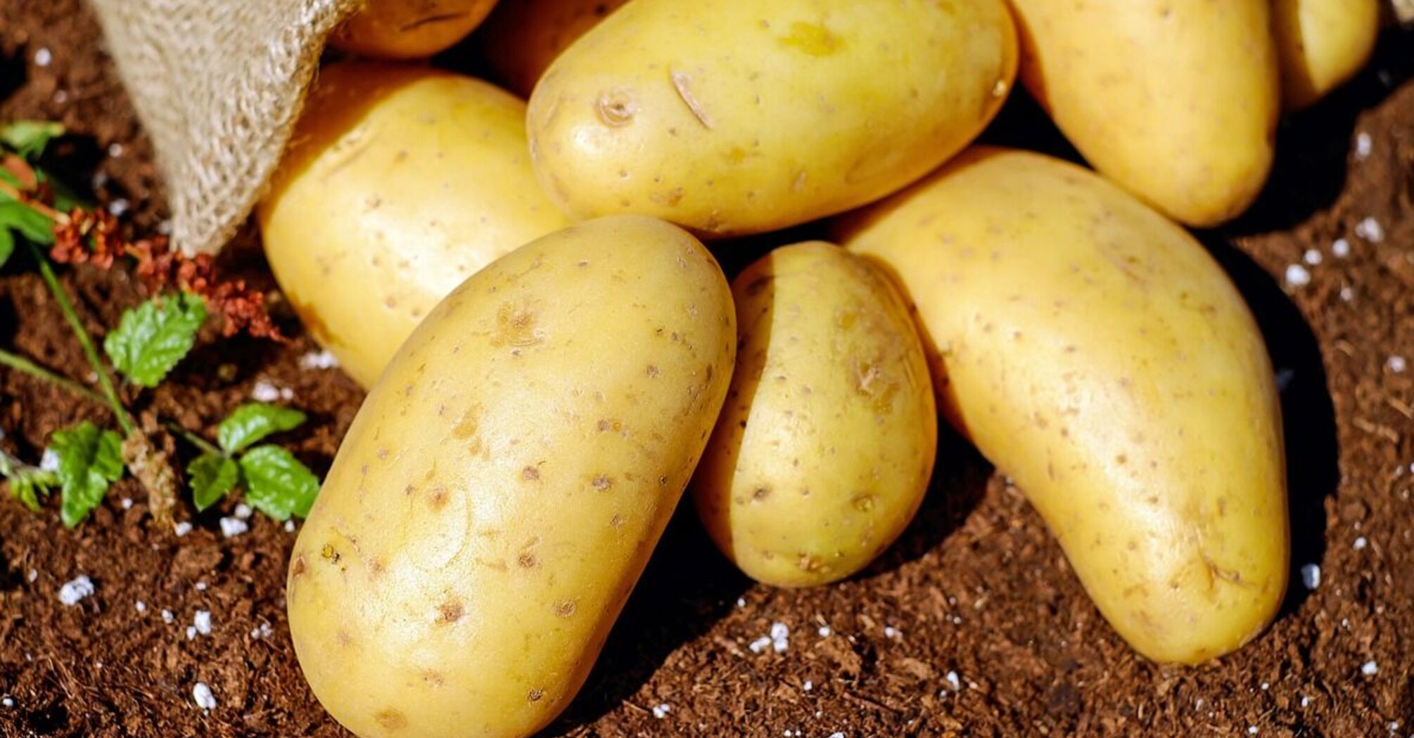 Вирощуємо ранню картоплю: які сорти краще обрати та коли садити