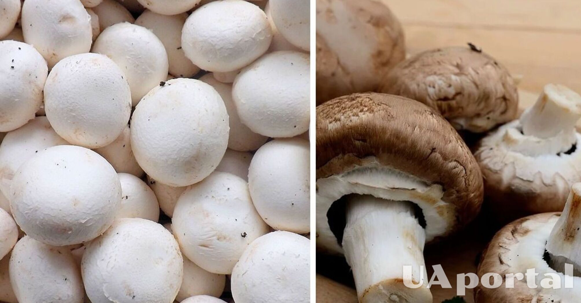 Эксперты подсказали, как хранить грибы, чтобы они не покрывались слизью и оставались свежими