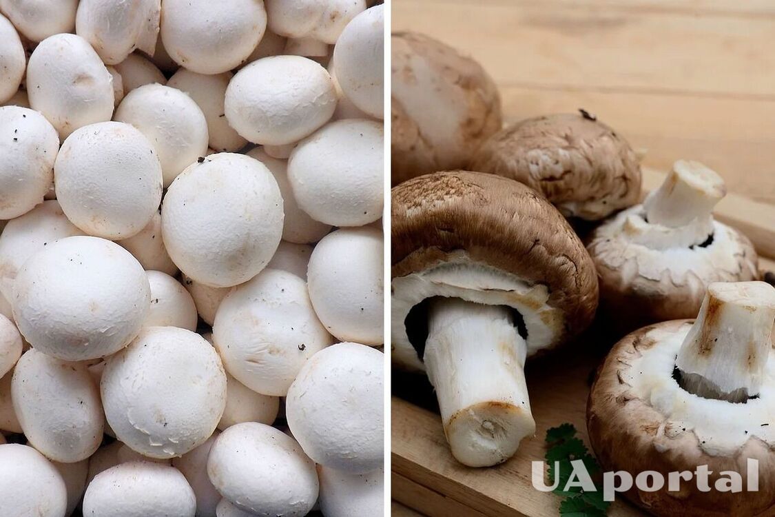Experts explain how to store mushrooms so that they are not covered with mucus and remain fresh