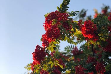 Planting a mountain ash near the house: superstitions and their meaning