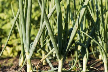 Как правильно сажать чеснок и лук: секреты выбора соседей