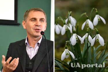 Підсніжники чи проліски: мовознавець пояснив, у чому різниця