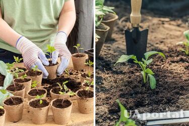 Як правильно вирощувати розсаду в березні, щоб вона була здоровою