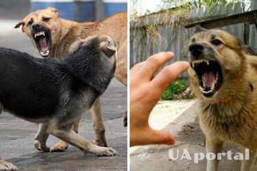 What to do if you are surrounded by a pack of dogs