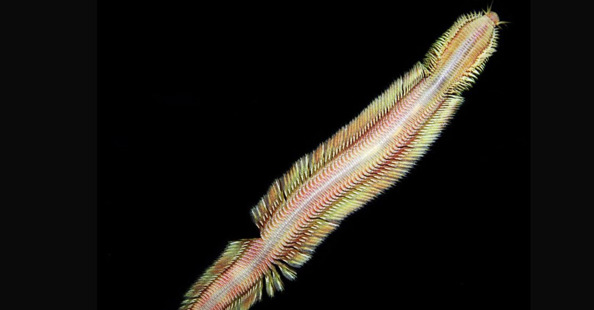 'Живий чарівний килим' виявився глибоководним черв'яком (відео)