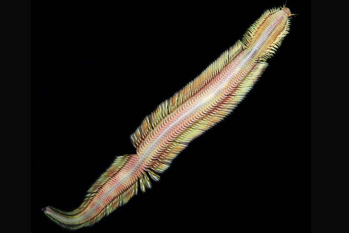 'Living magic carpet' turned out to be a deep-sea worm (video)