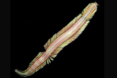 'Living magic carpet' turned out to be a deep-sea worm (video)