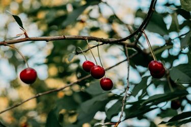 Лучшая подкормка вишни для шикарного урожая: советы садоводов