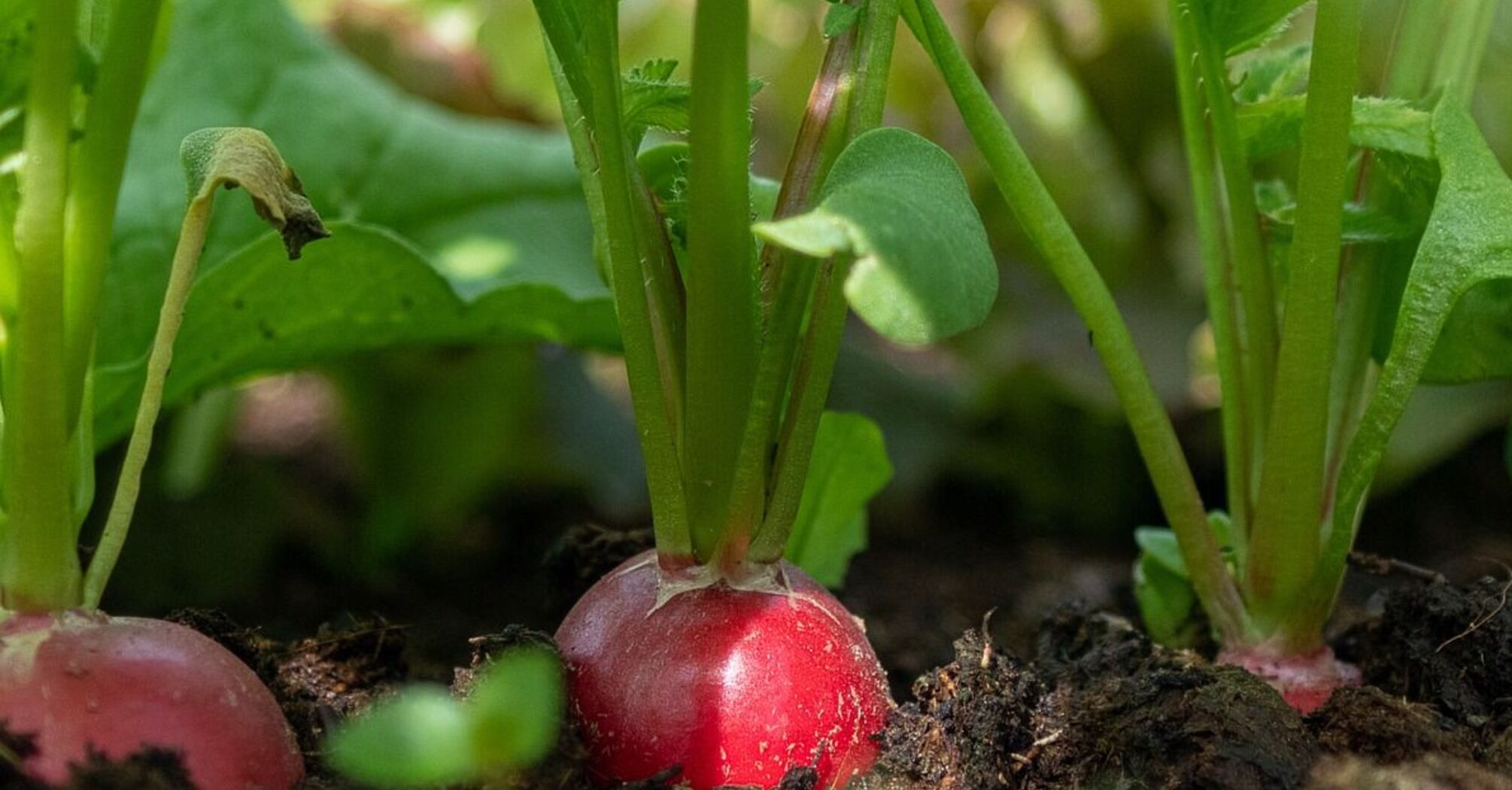 Буде солодкою і міцною: відкрийте для себе 10 перевірених секретів вирощування ідеальної редиски